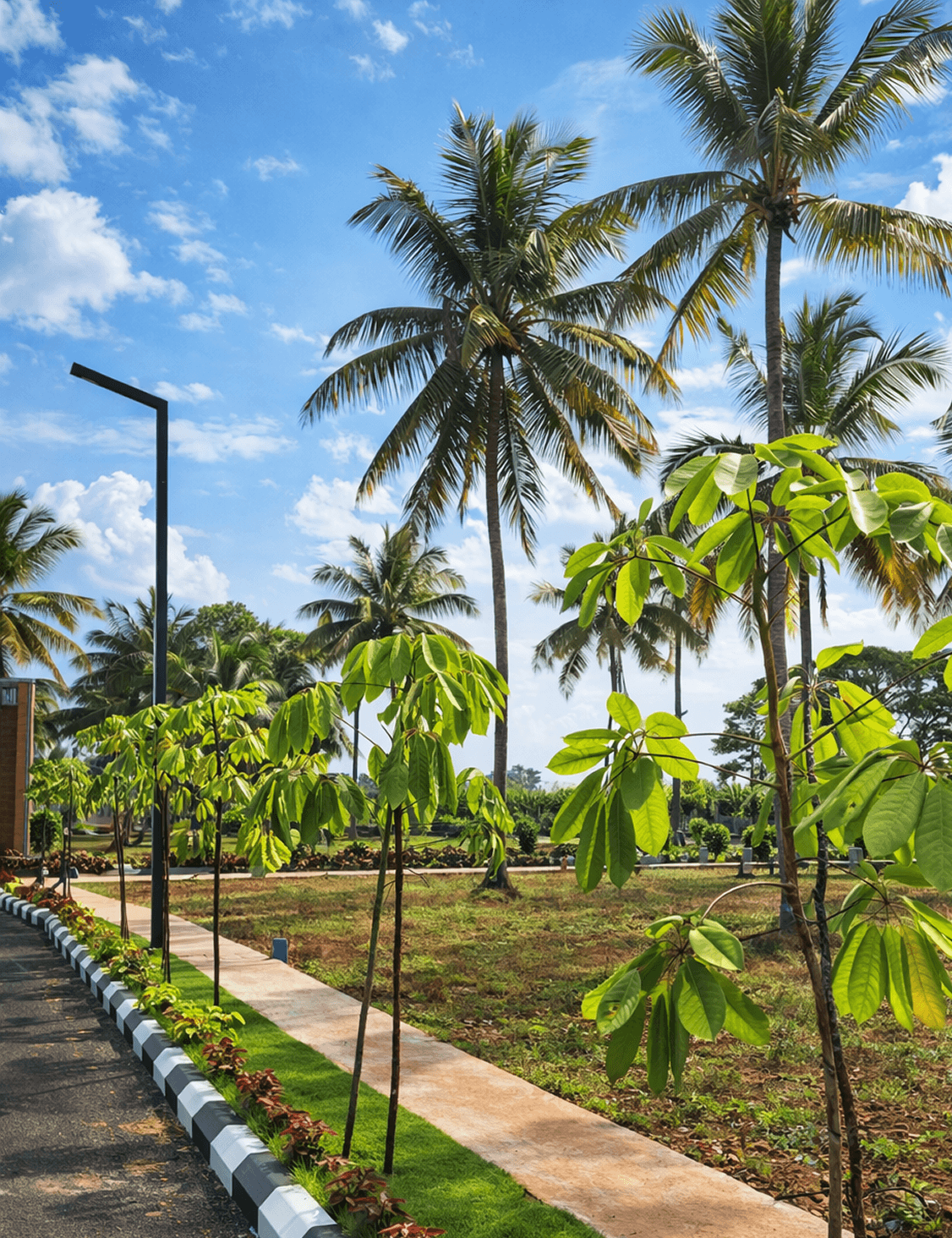 Sandalwood Nest
